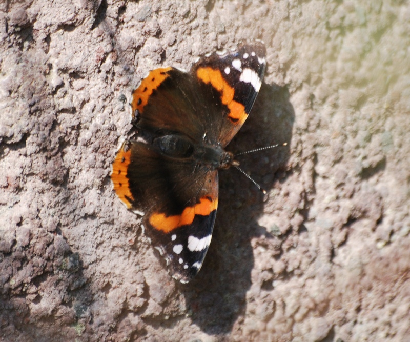 Nymphalidae - Vanessa atalanta